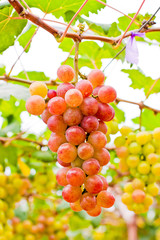 Grapes