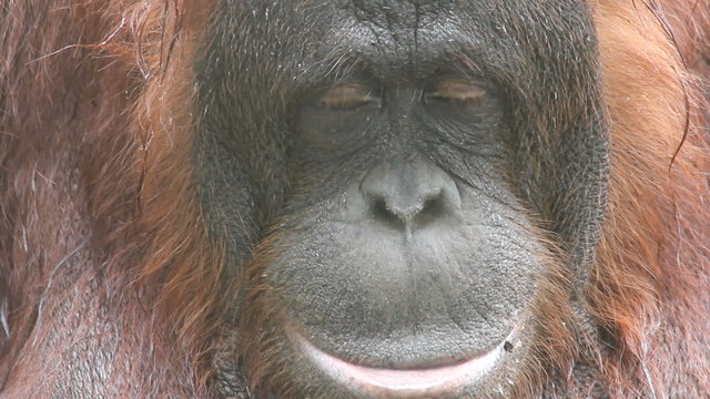 orangutan
