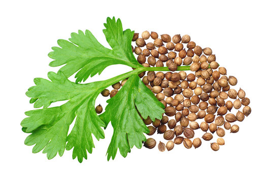 Green Coriander And Grains