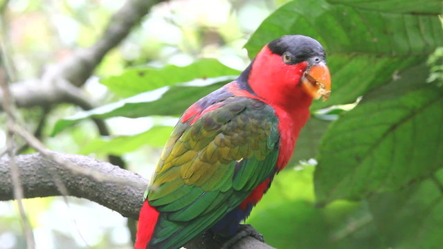 parrots and fruit