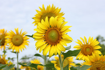 Beautiful sunflowers plants