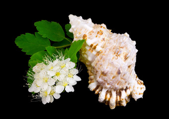 Branch of white flowers and sea cockleshell.