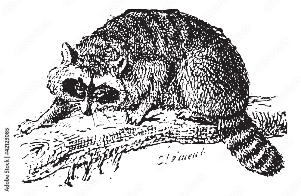 Poster Raccoon or Common Raccoon, vintage engraving.