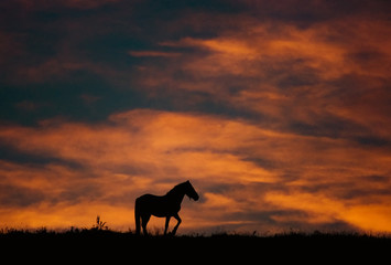 sunset landscape with horse and beautiful warm colors