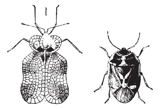 Left - Hemiptera Heteroptera, Tiger Bug Or Lace Bug, Right - Nez