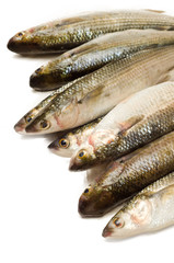 Branzini freschi - fresh sea bass