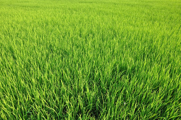 Green rice fields in Northern Highlands of Thailand