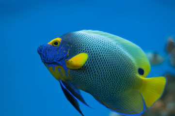 reef fish