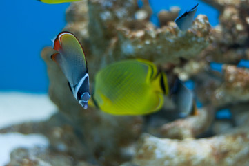 Fototapeta na wymiar butterflyfish