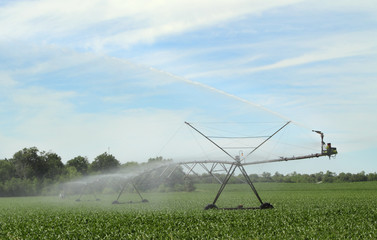 Fototapeta na wymiar Watering Corn