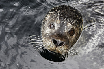 Seehund © S.Külcü