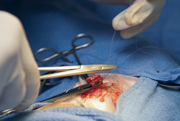 operacion cirugia animal sutura