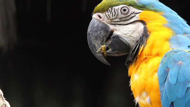 Parrots, close-up, portrait