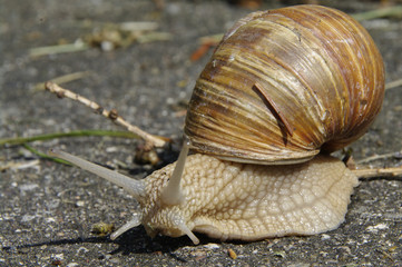 Helix pomatia creeping away