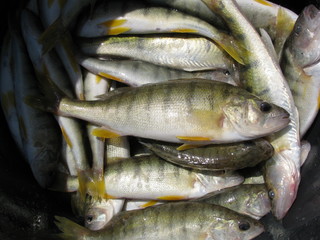 Barschfang