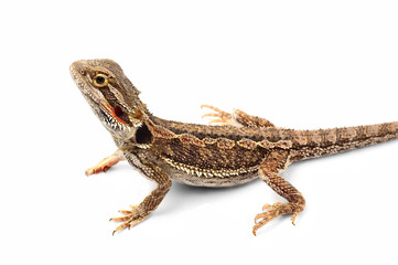 Fototapeta premium one agama bearded on the white background