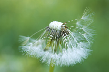 Dandelion