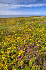 Yellow flowers field