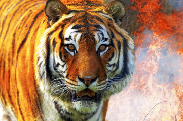 Tiger Panthera tigris altaica