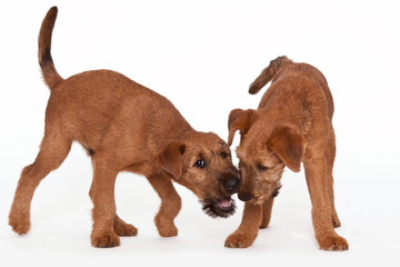Zwei Irish Terrier Welpen