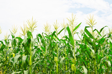 corn field