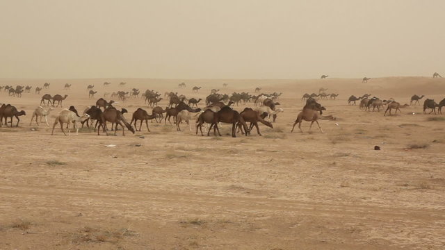 Camels near Rasafa