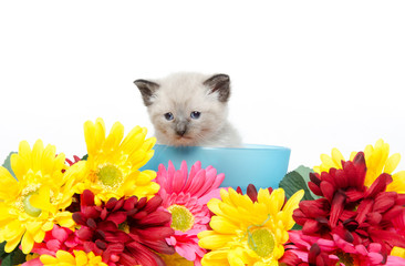 Cute kitten iand flowers
