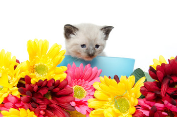 Cute kitten iand flowers