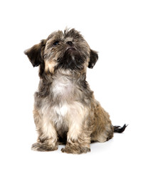 Shih Tzu puppy