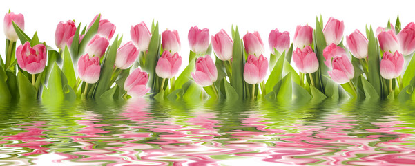 Tulpen