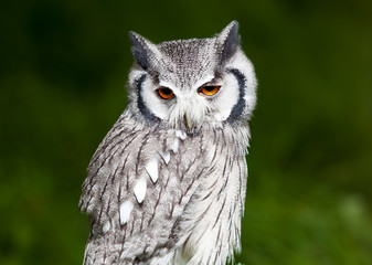 Grey owl perched with green blurred background