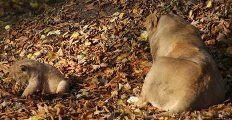 Asiatic Lion Cub - Panthera leo persica