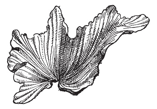 Sea Lettuceor Ulva lactuca, vintage engraving