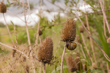 Teasel comb with a snail
