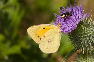 Colias sp, Greece