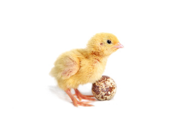 Quail chick Isolated