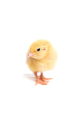 Quail chick Isolated