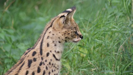Serval - Leptailurus serval