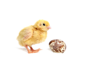 Yellow quail chick