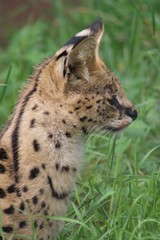Serval - Leptailurus serval