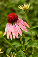 Obraz premium Echinacea
