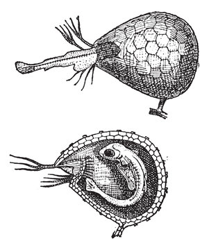 Utricularia or bladderworts, vintage engraving.