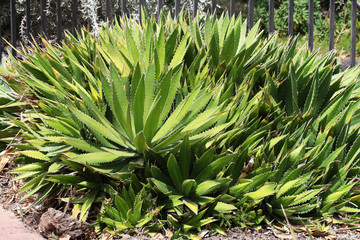 Fototapeta premium PFLANZEN_1387_dyckia