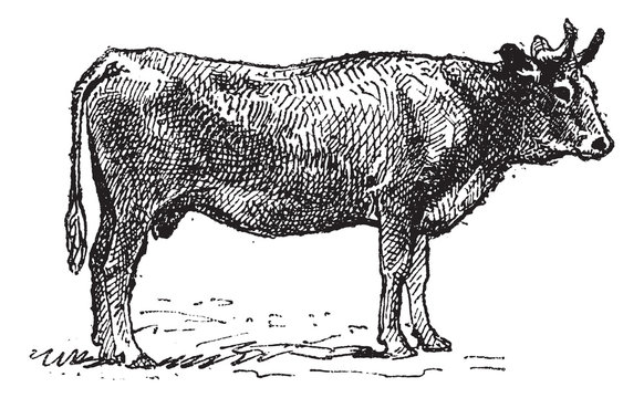Parthenais, a french cattle breed, vintage engraving.