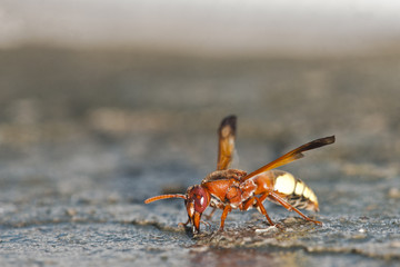Rhynchium oculatum, Crete, Greece