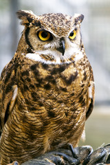 eagle owl, Bubo bubo