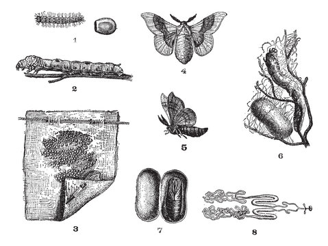 Silkworm or Bombyx mori, vintage engraving