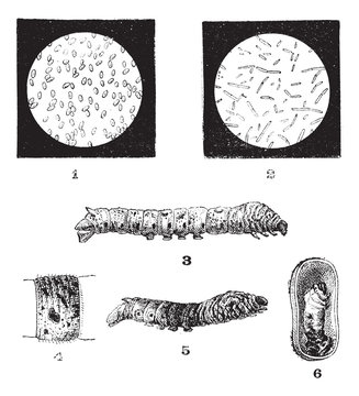 Diseases of Silkworms, vintage engraving