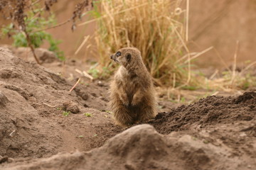 Meerkat - Suricata suricatta