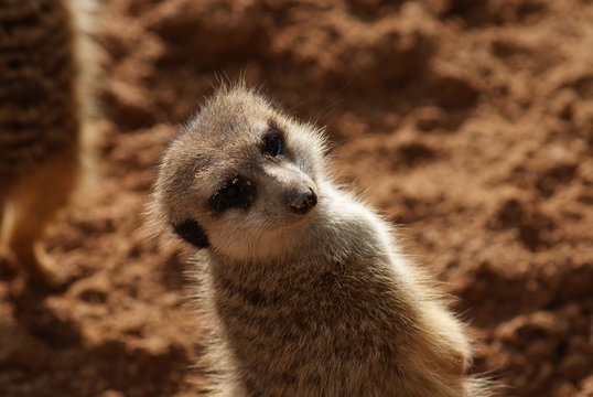 Meerkat - Suricata suricatta